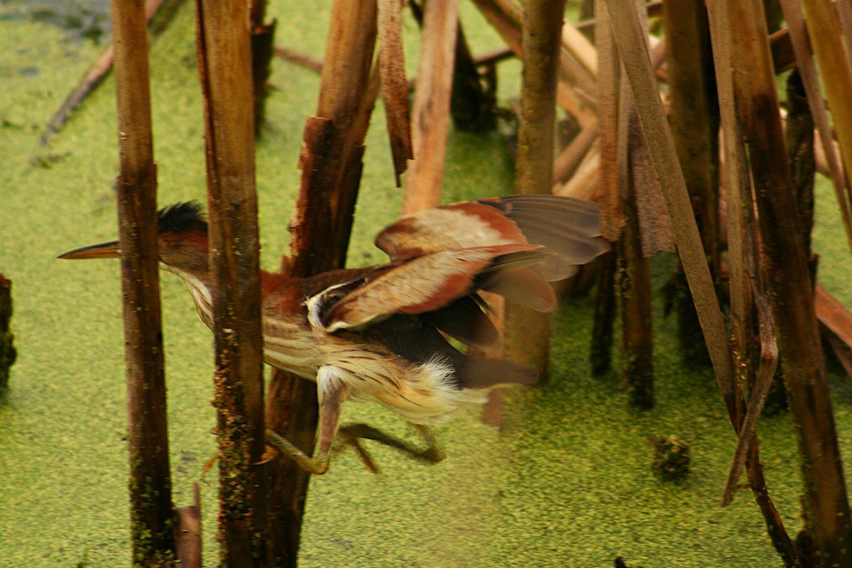 Least Bittern - ML640422584