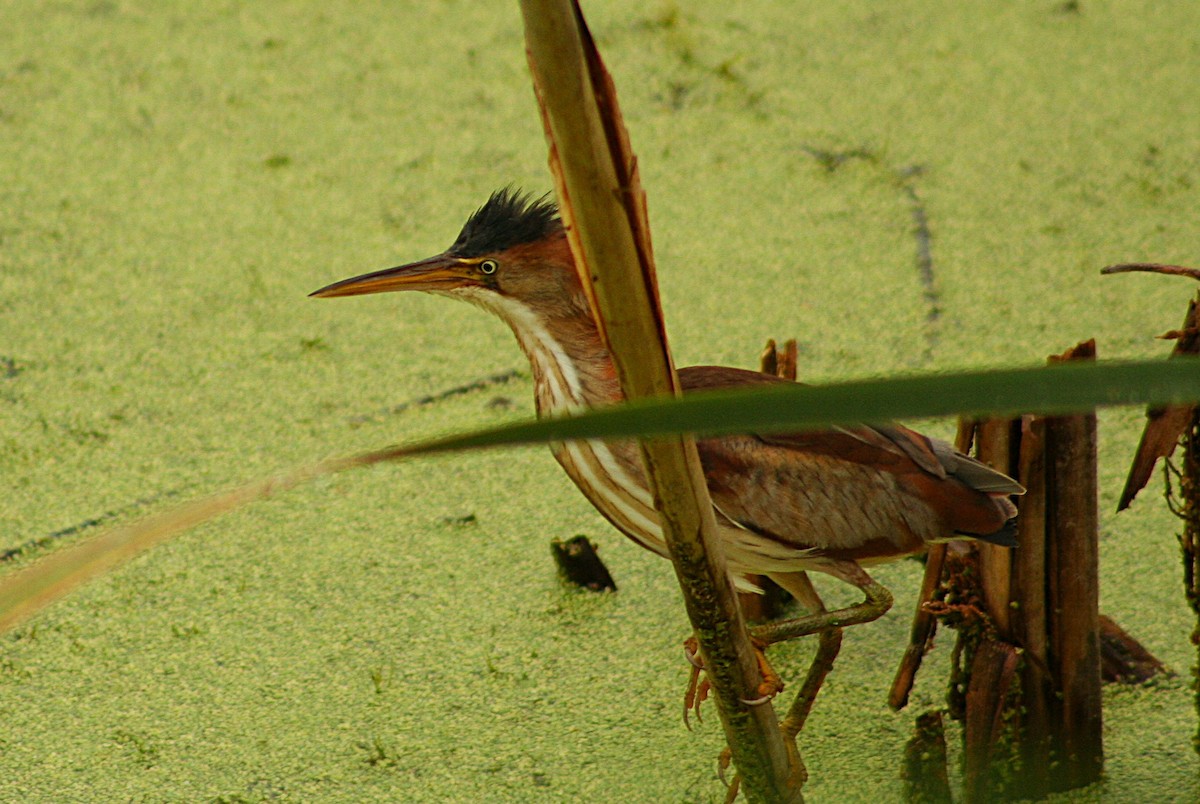 Least Bittern - ML640422587