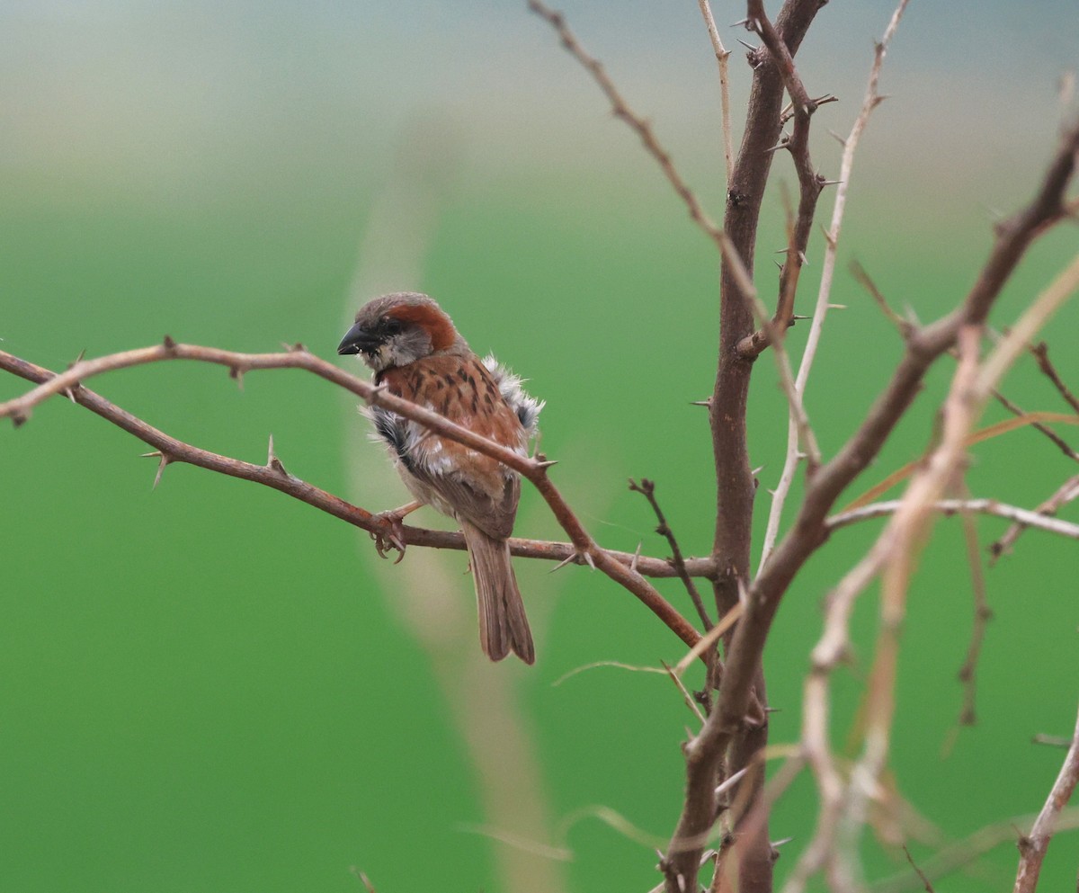 Sind Sparrow - ML640422608