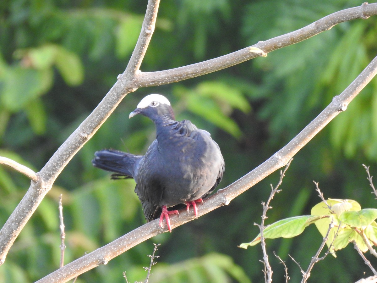 White-crowned Pigeon - ML640422609