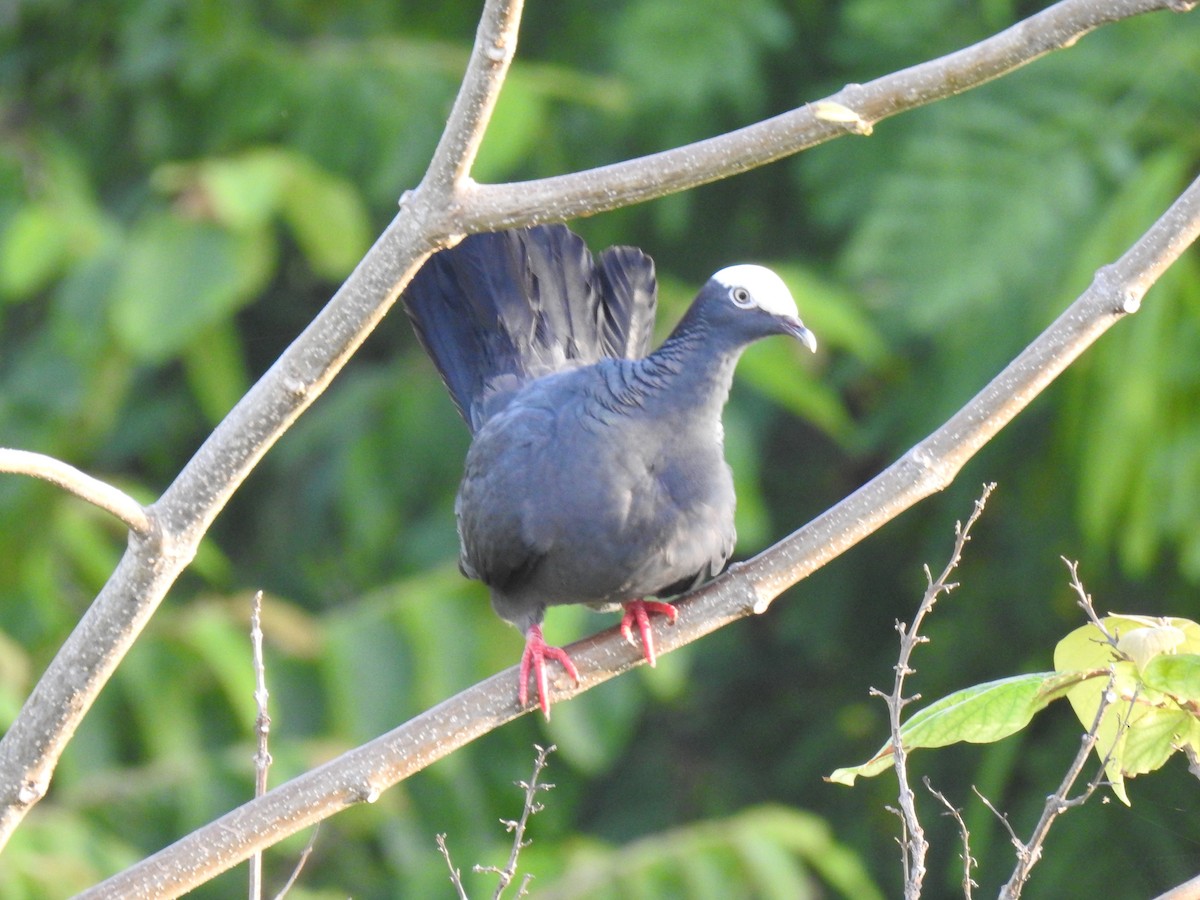 White-crowned Pigeon - ML640422610