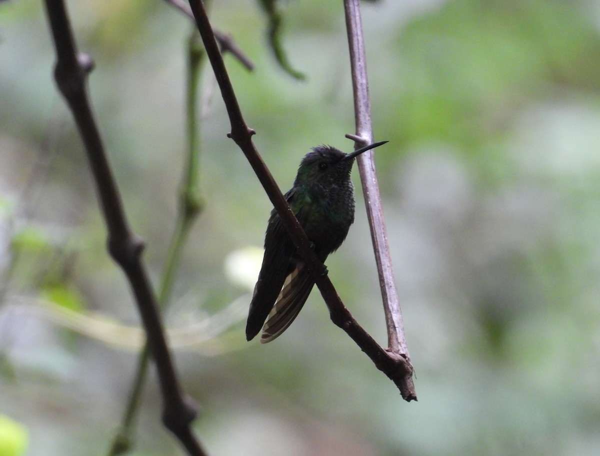 Mexican Woodnymph - ML640422641
