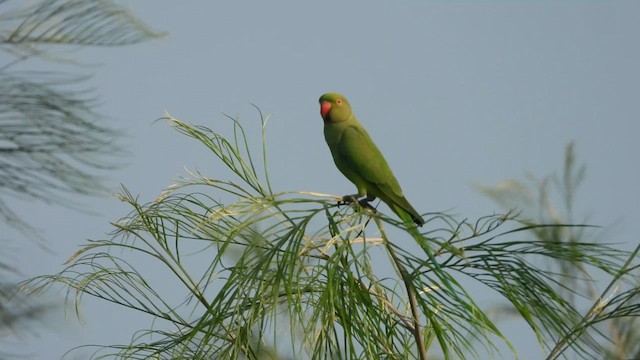 ホンセイインコ - ML640422679