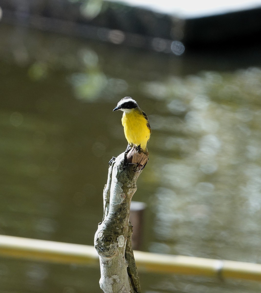 Rusty-margined Flycatcher - ML640422723