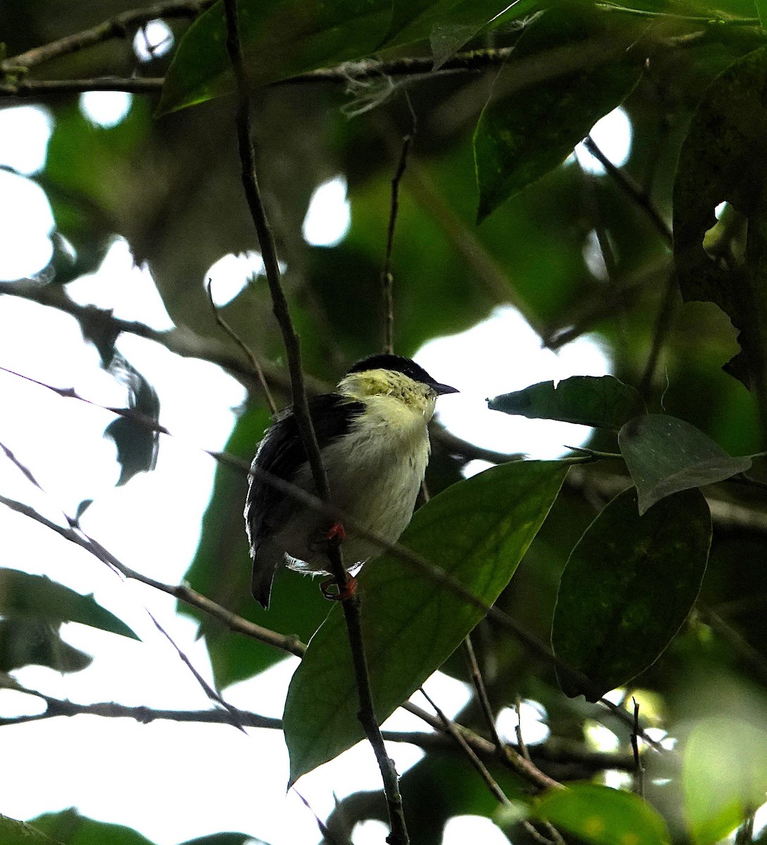 White-bearded Manakin - ML640422734