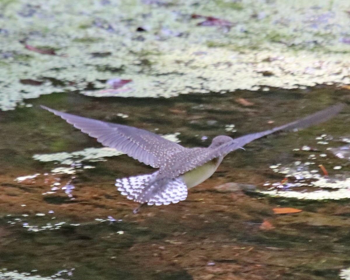 Solitary Sandpiper - ML640422748