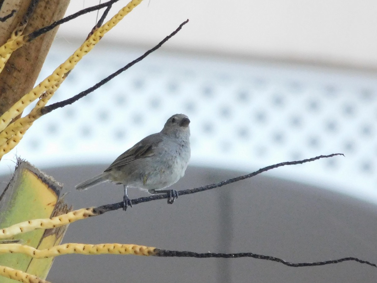 Barbados Bullfinch - ML640422755