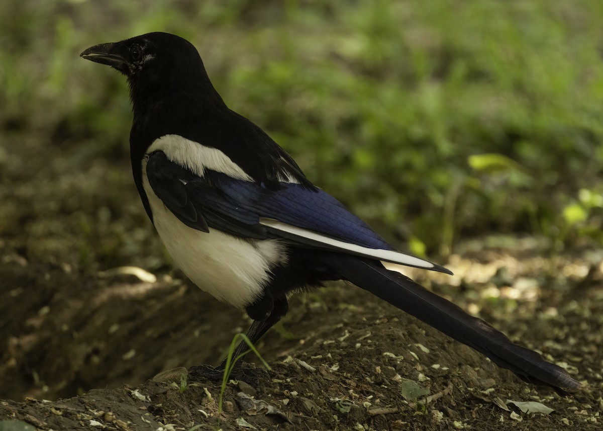 Дорнын шаазгай - ML640422778