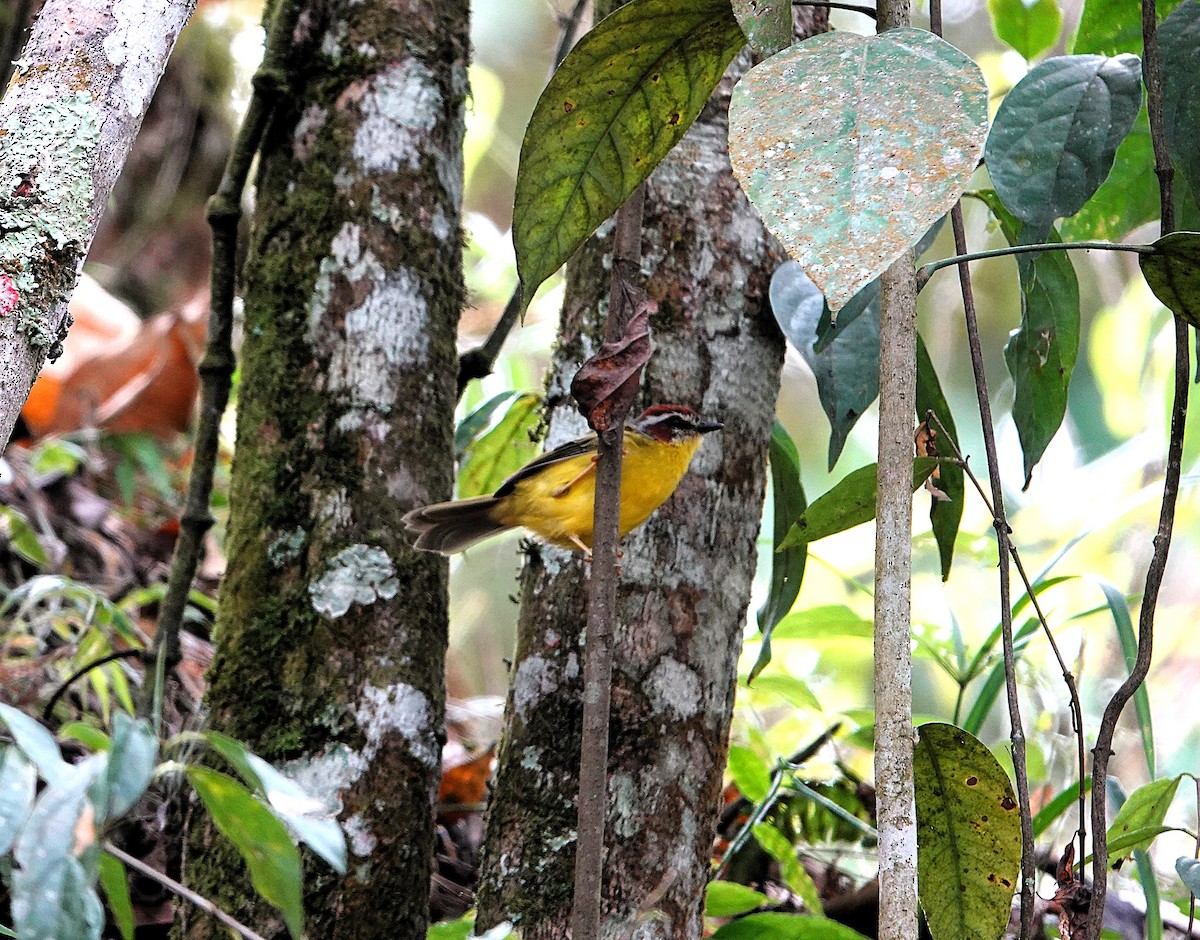 Chestnut-capped Warbler - ML640422796