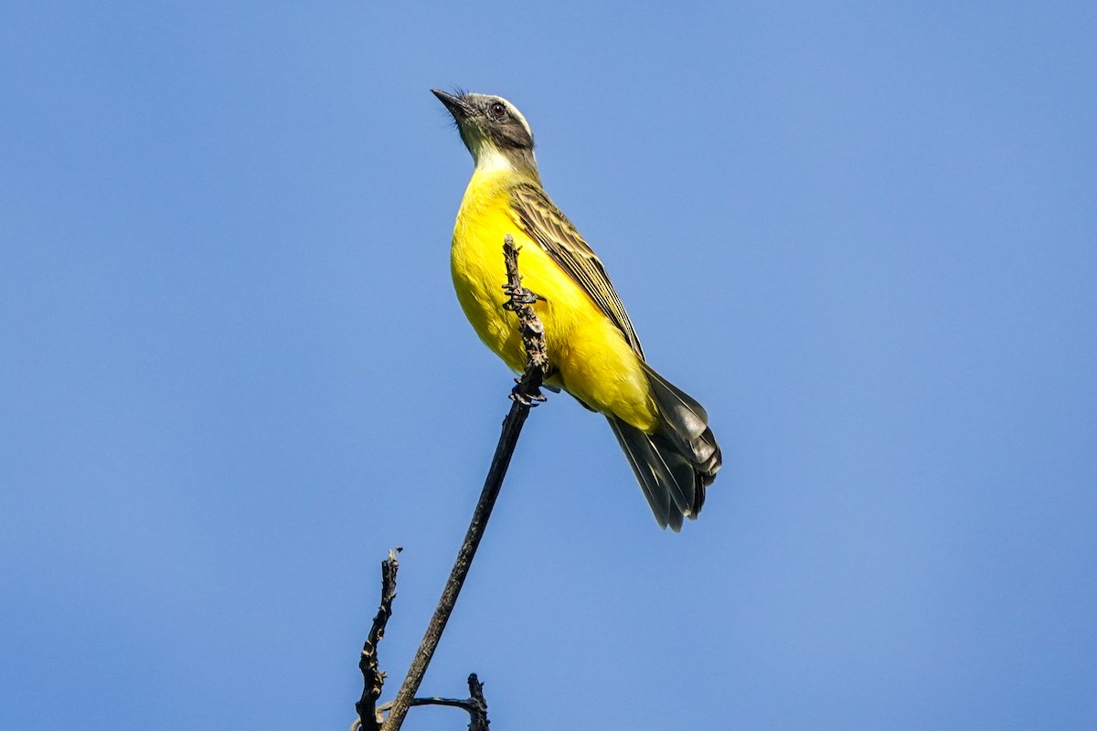 Social Flycatcher (Social) - ML640422904