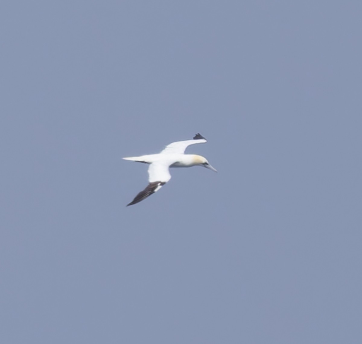 Northern Gannet - ML640422963