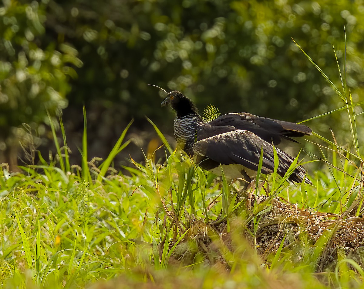 Horned Screamer - ML640422974