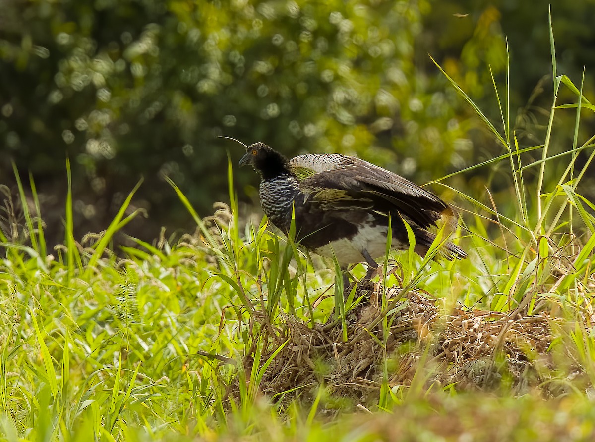 Horned Screamer - ML640422975