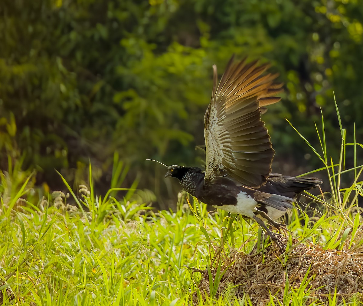 Horned Screamer - ML640422976