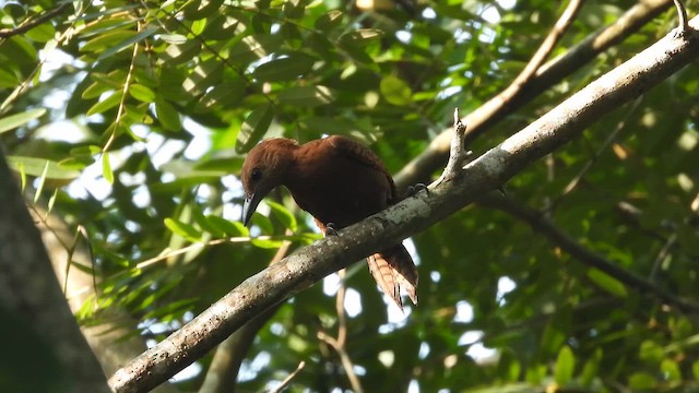 Rufous Woodpecker - ML640422987
