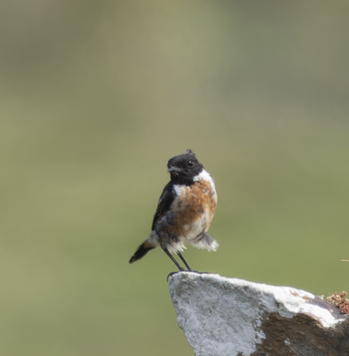 European Stonechat - ML640423025