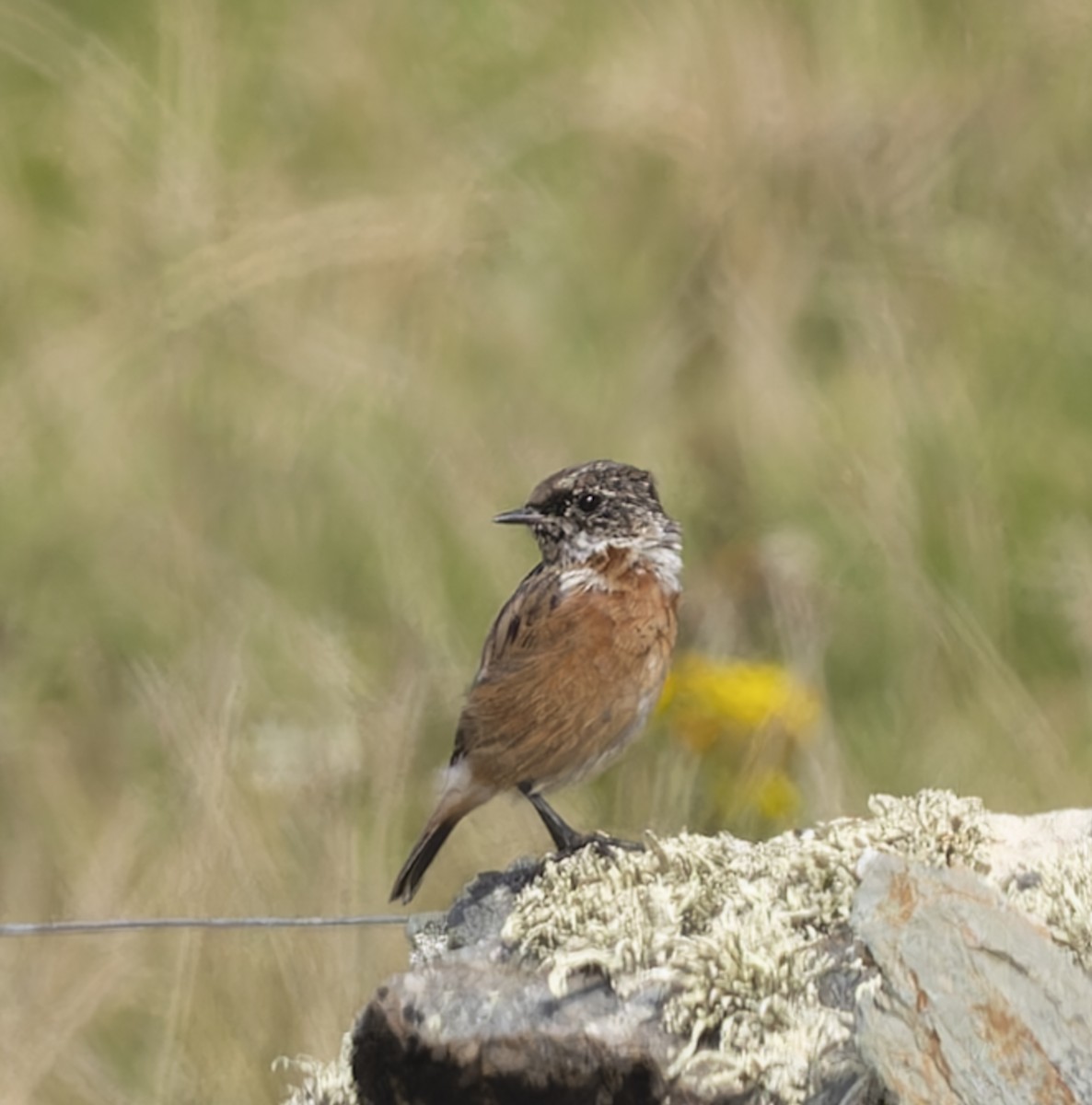 European Stonechat - ML640423026