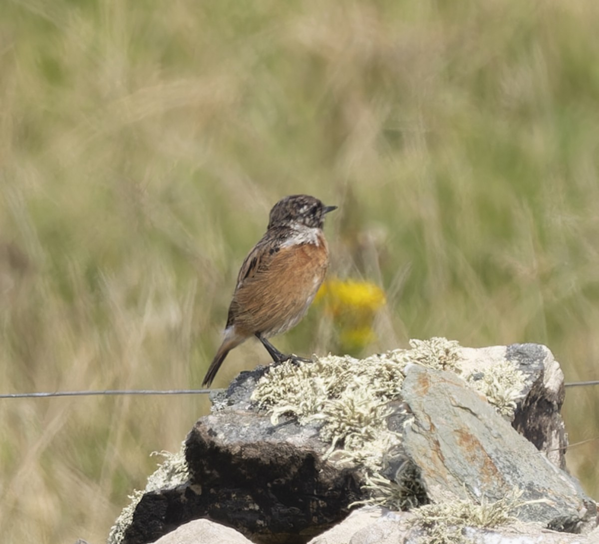 European Stonechat - ML640423027