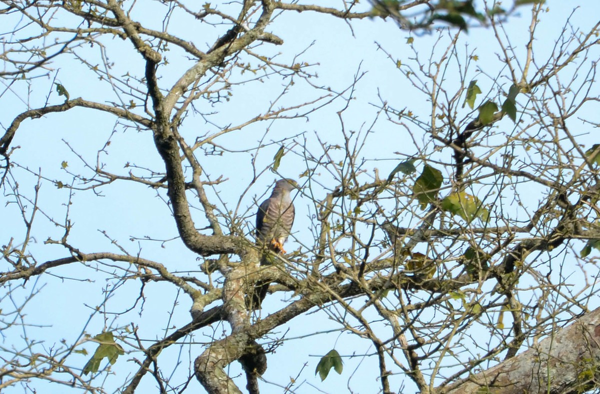 African Cuckoo-Hawk - ML640423030