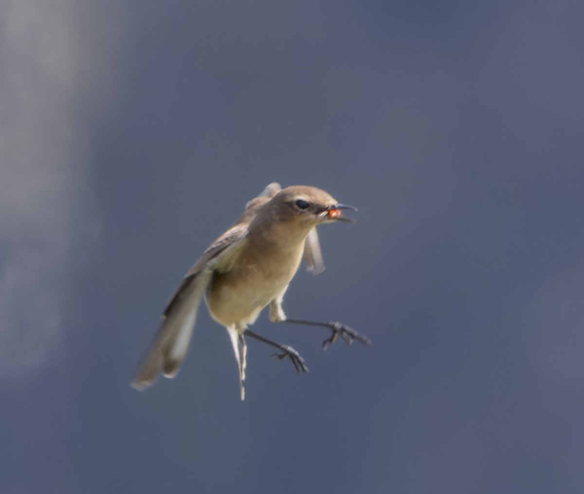 Northern Wheatear - ML640423045