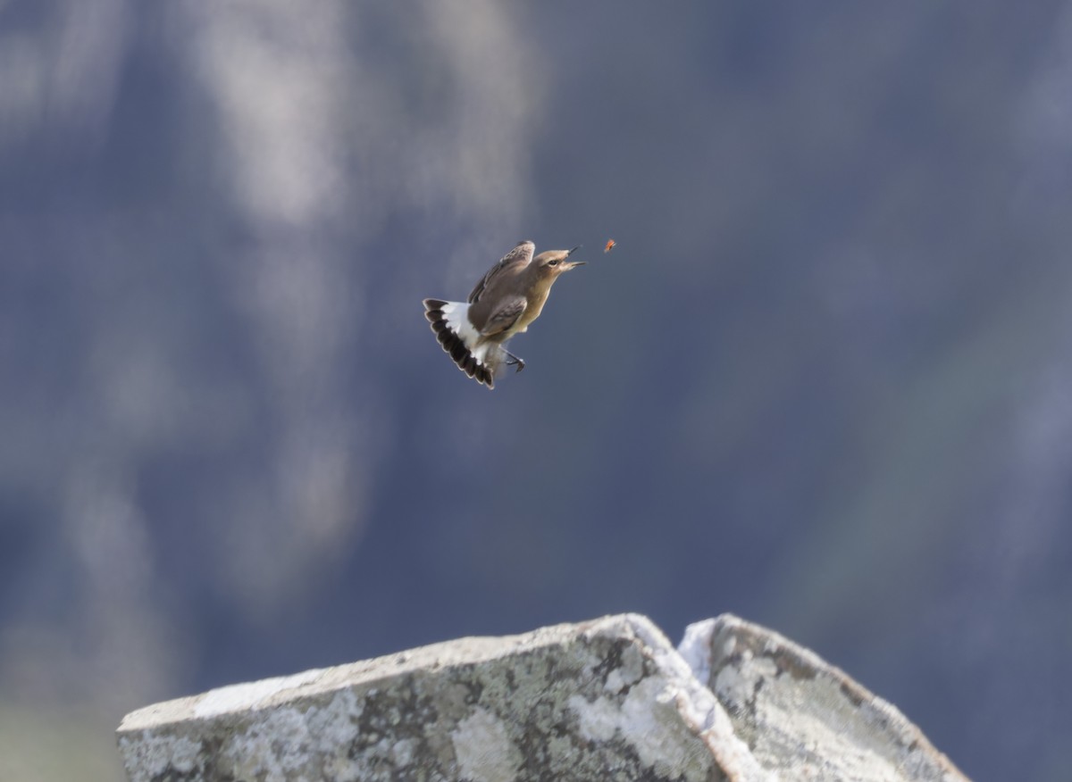 Northern Wheatear - ML640423047