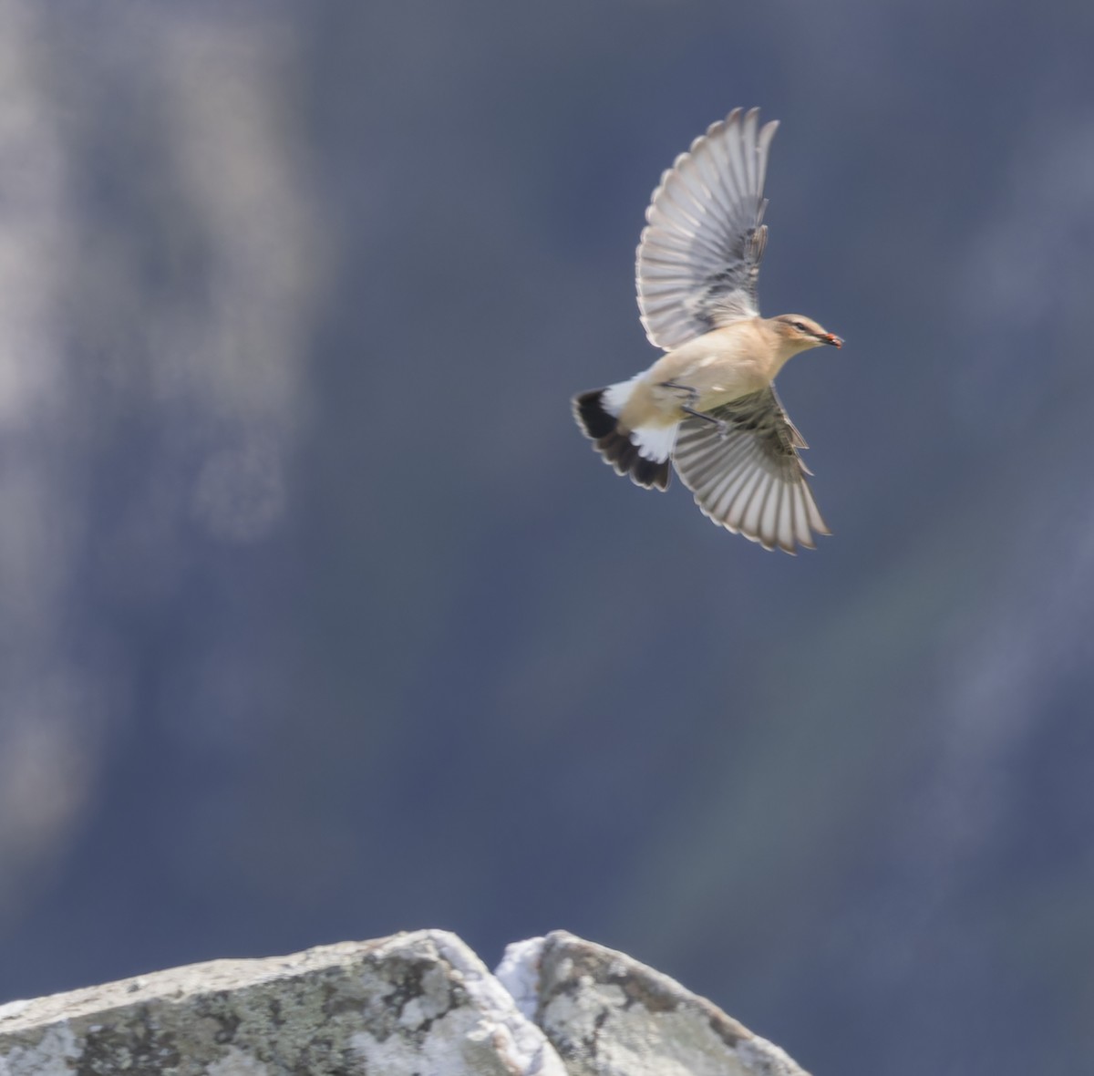 Northern Wheatear - ML640423049