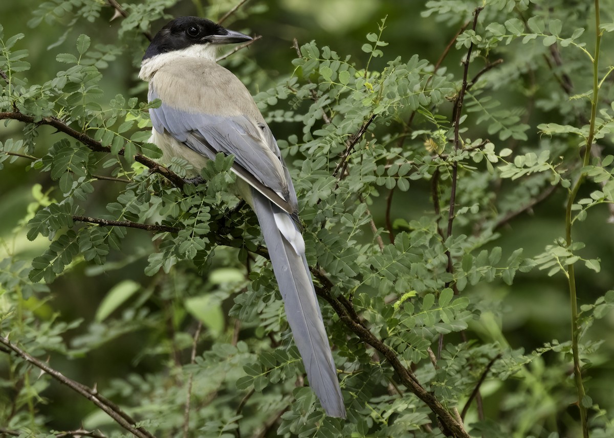 Цэнхэр шаазгай - ML640423051