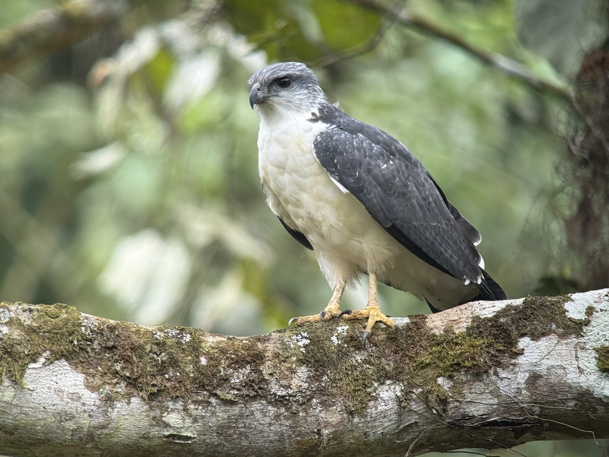 Gray-backed Hawk - ML640423054