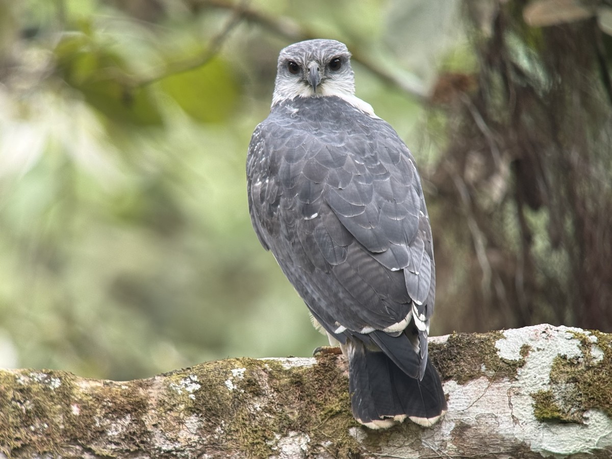 Gray-backed Hawk - ML640423055