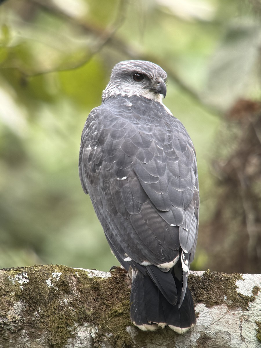 Gray-backed Hawk - ML640423056
