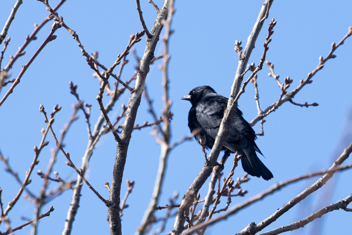 Screaming Cowbird - Ariel Cabrera Foix