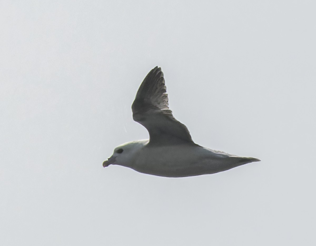 Northern Fulmar - ML640423315