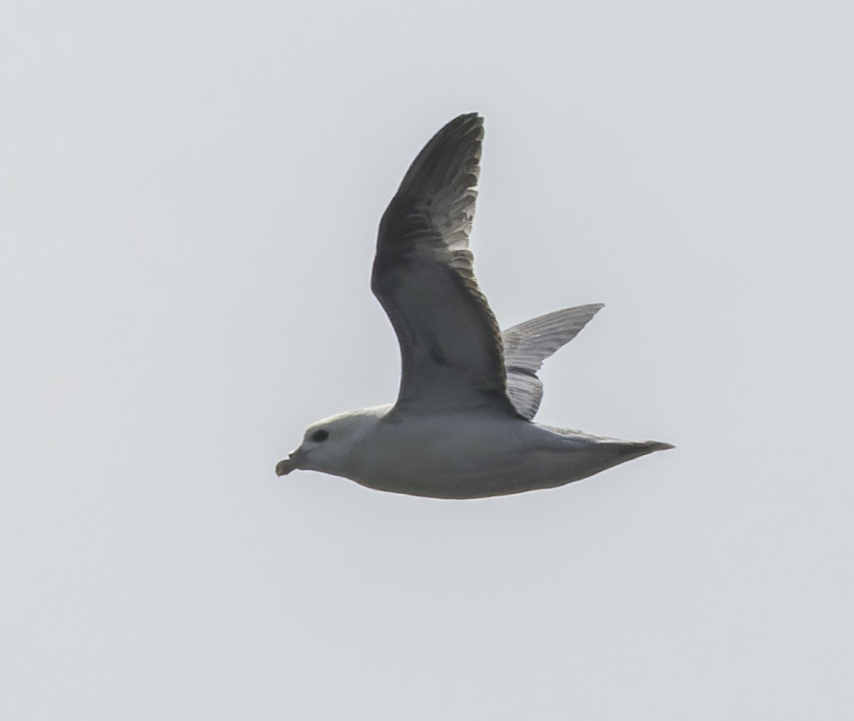 Northern Fulmar - ML640423316