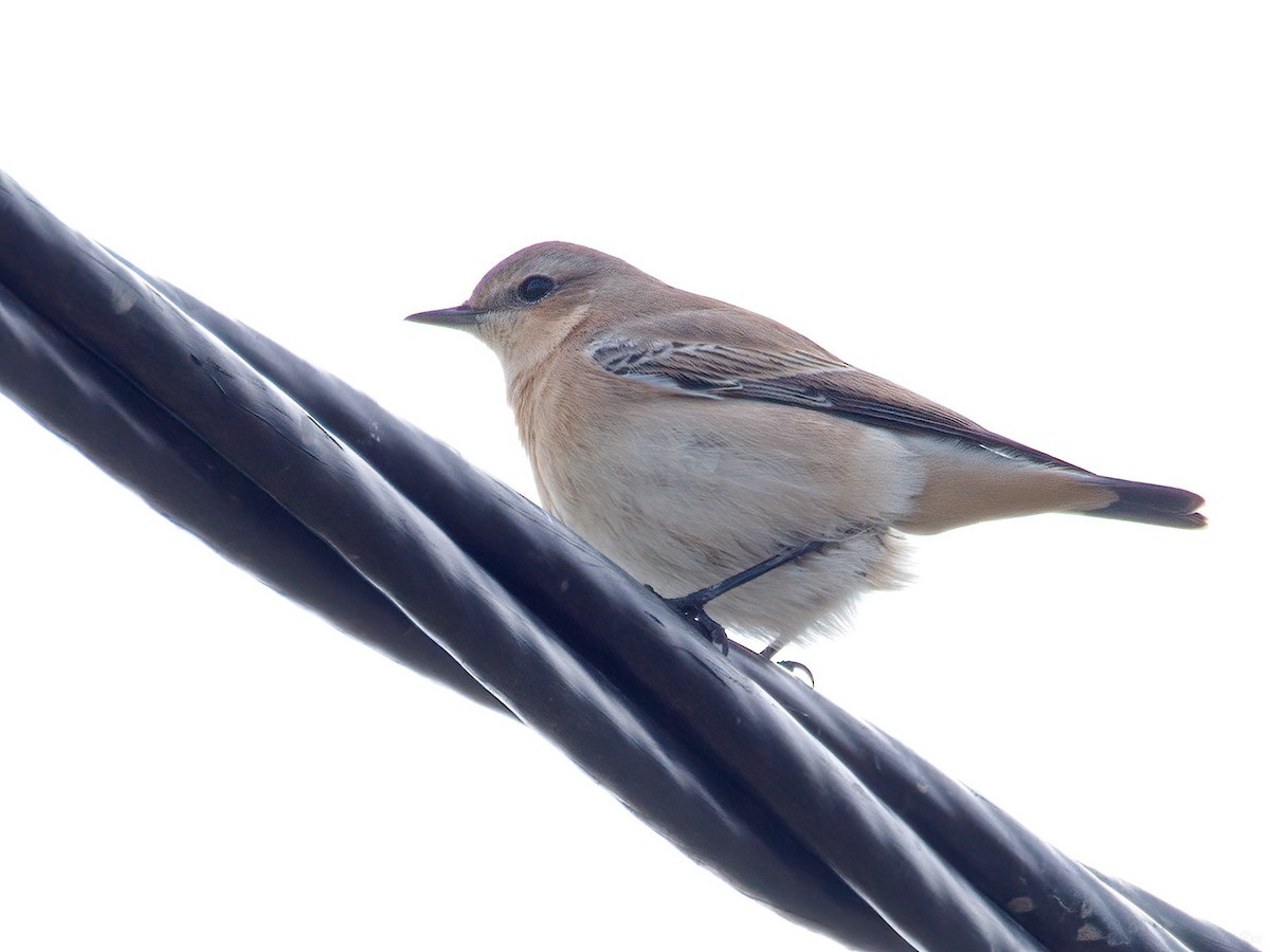 Northern Wheatear - ML640423342