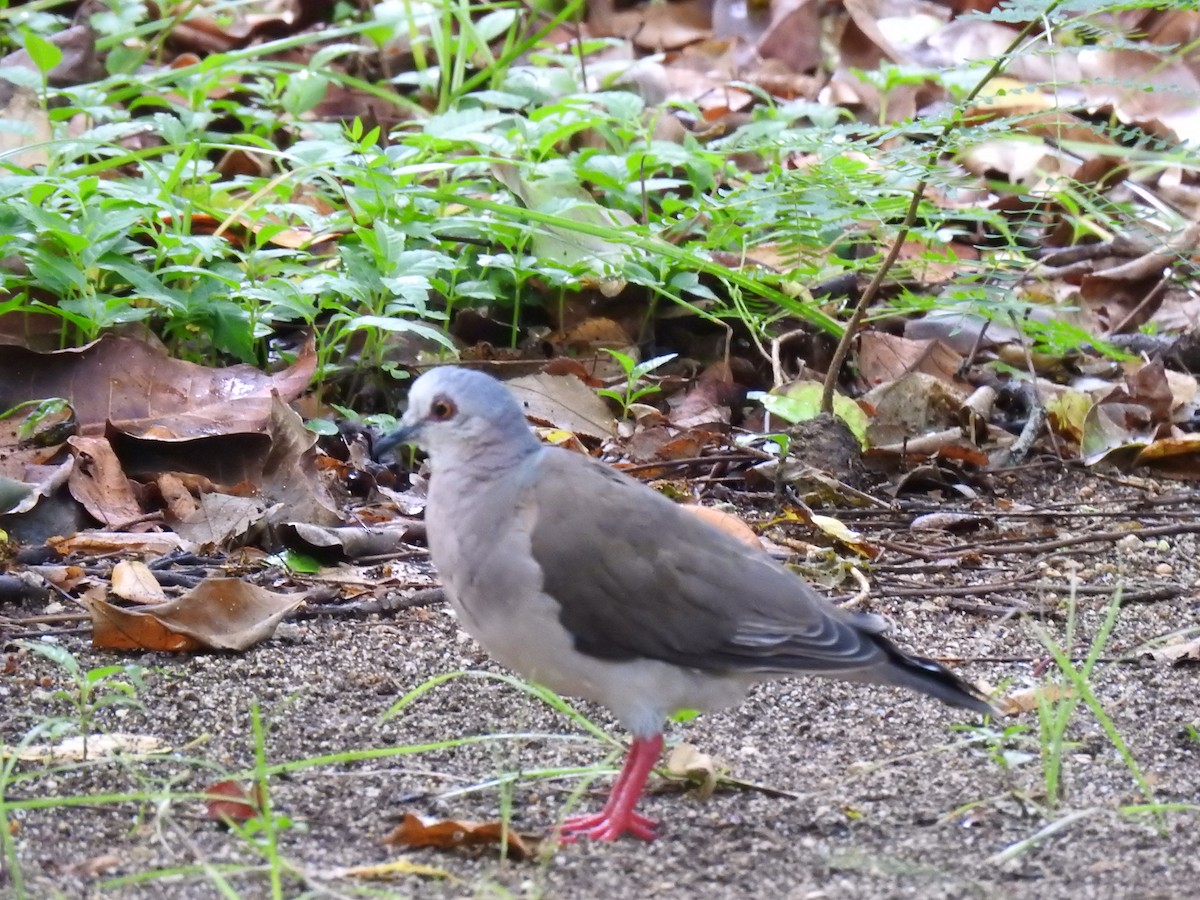 Caribbean Dove - ML640423453