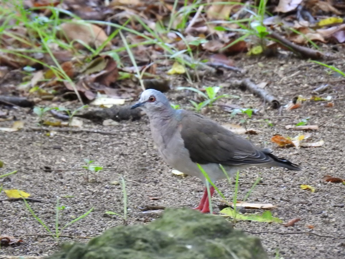 Caribbean Dove - ML640423454