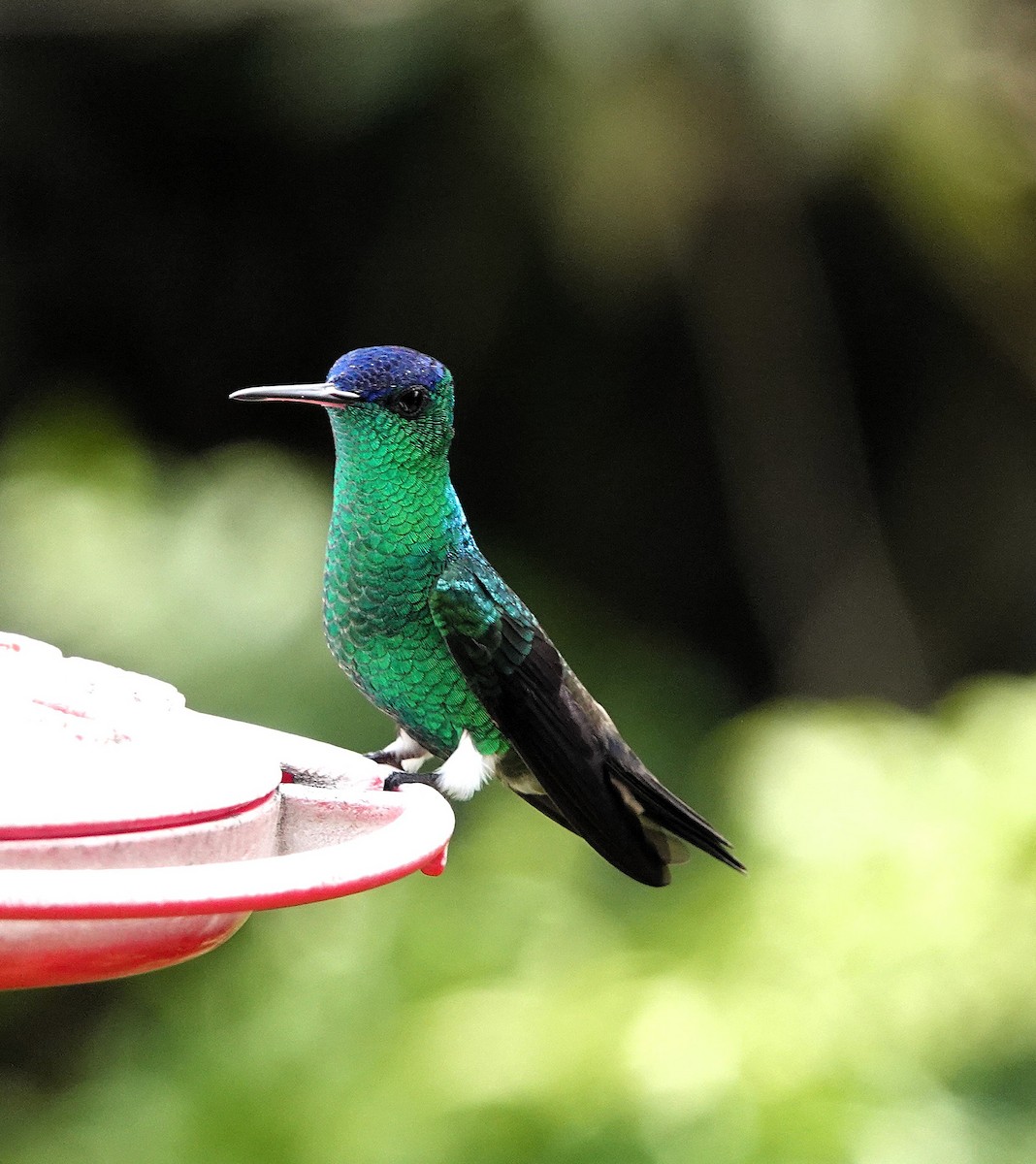 Indigo-capped Hummingbird - ML640423472