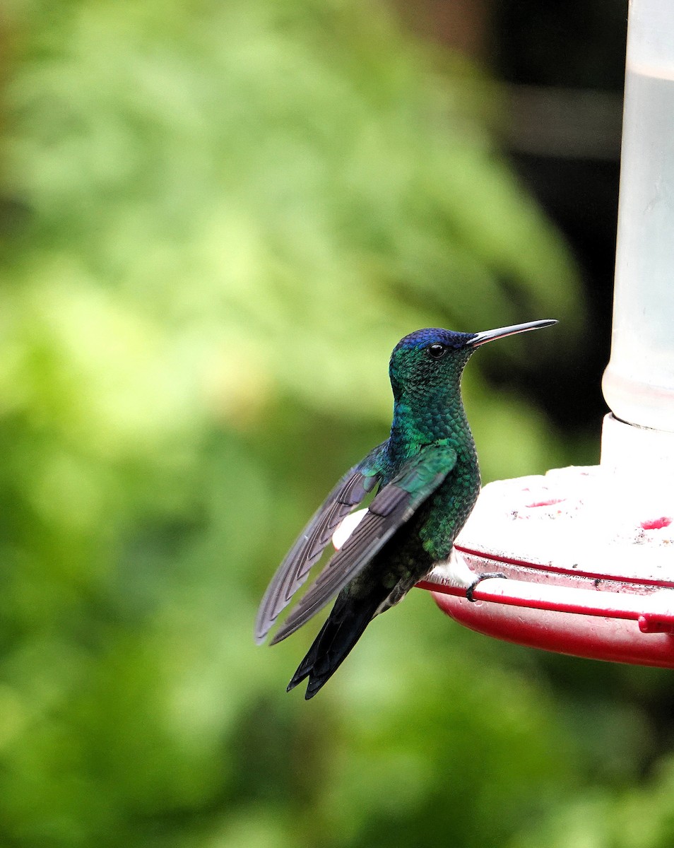 Indigo-capped Hummingbird - ML640423474