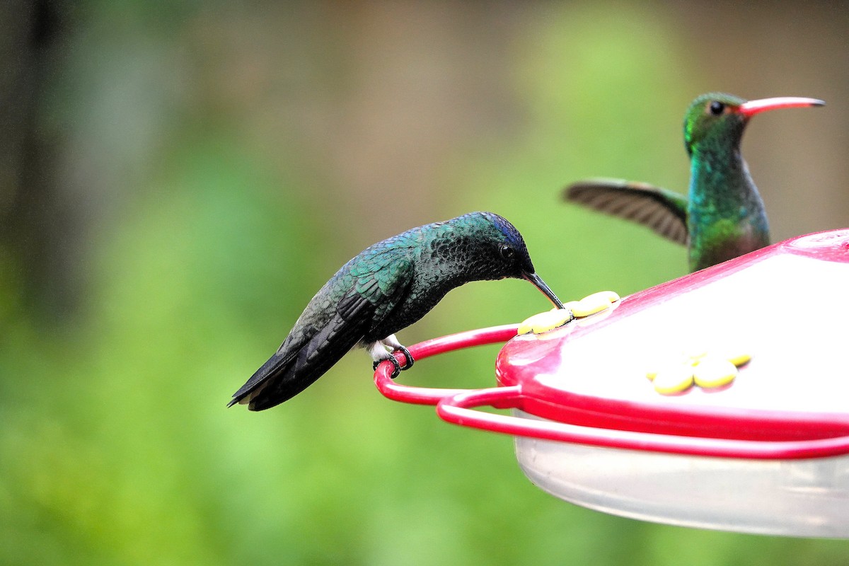 Indigo-capped Hummingbird - ML640423476