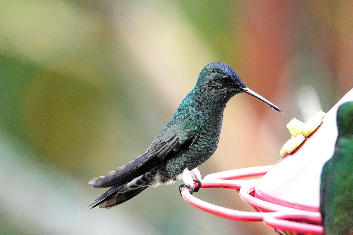 Indigo-capped Hummingbird - ML640423477