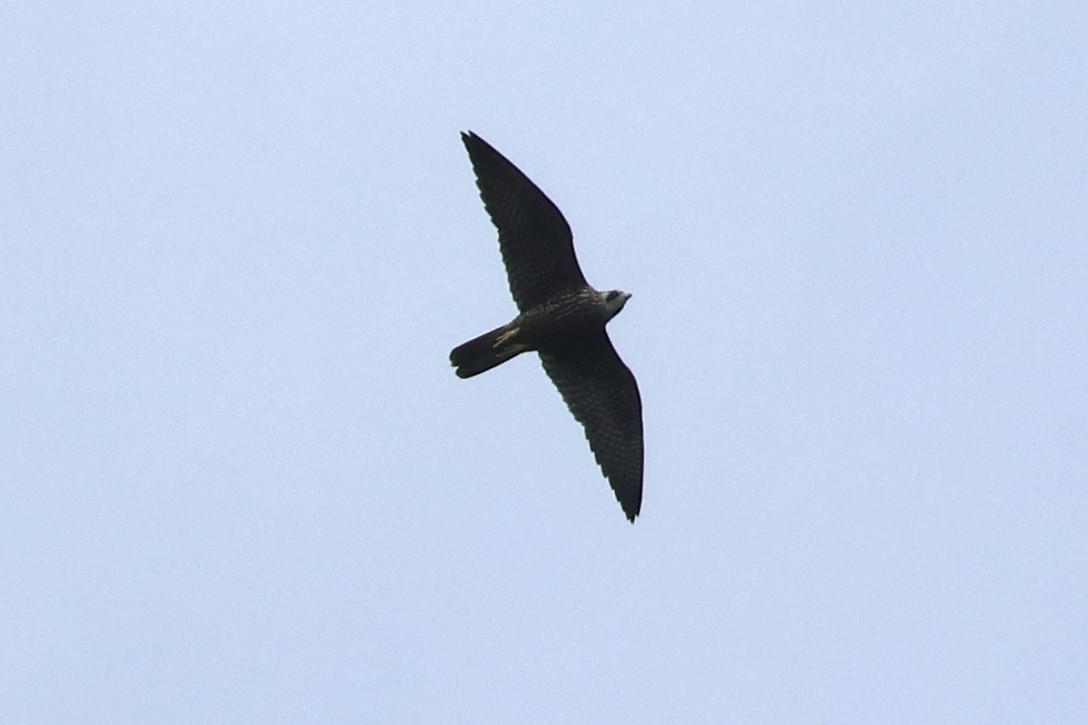 Faucon pèlerin - ML640423559