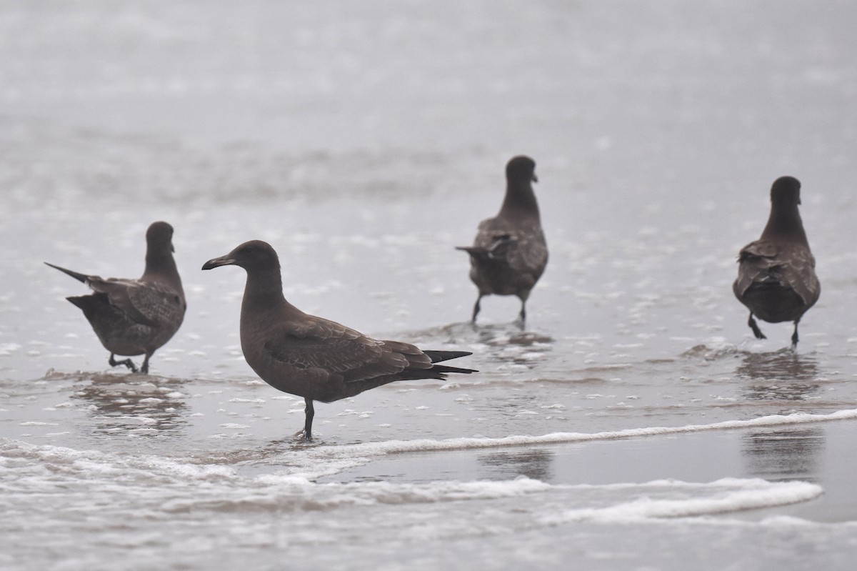 Heermann's Gull - ML640423565