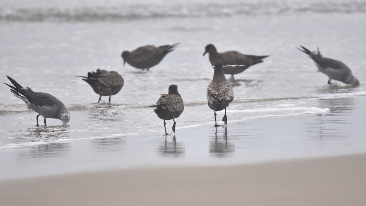 Heermann's Gull - ML640423566