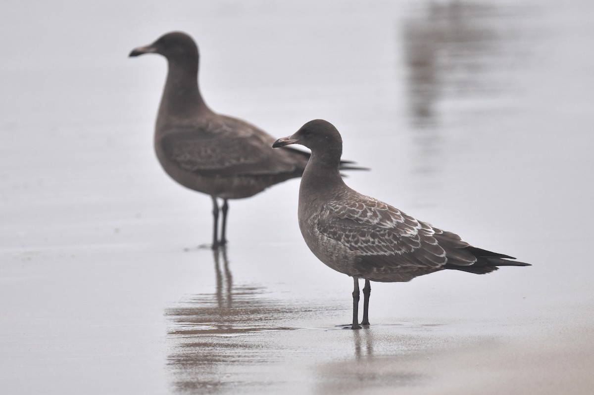 Heermann's Gull - ML640423567