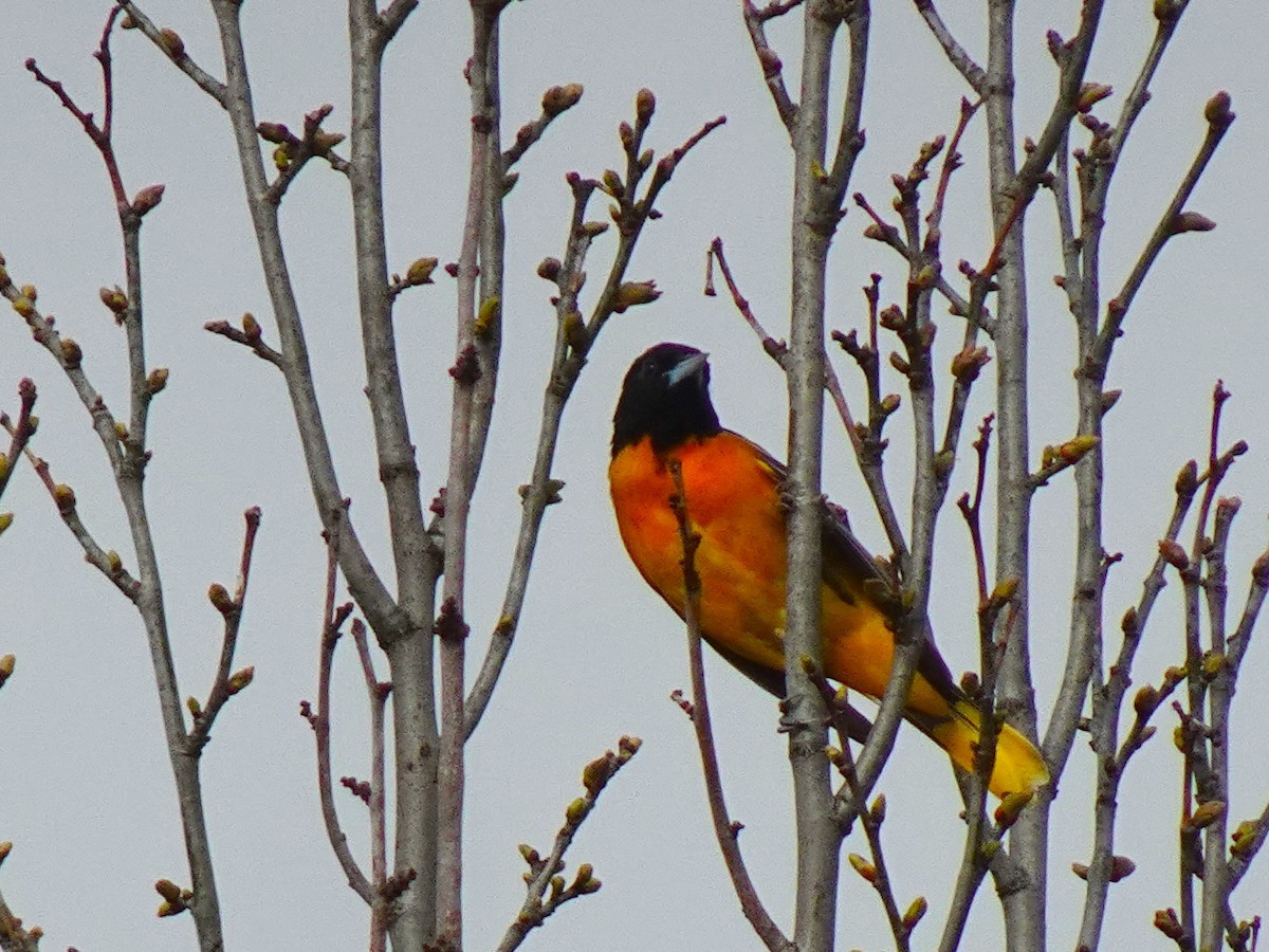 Baltimore Oriole - ML640423572