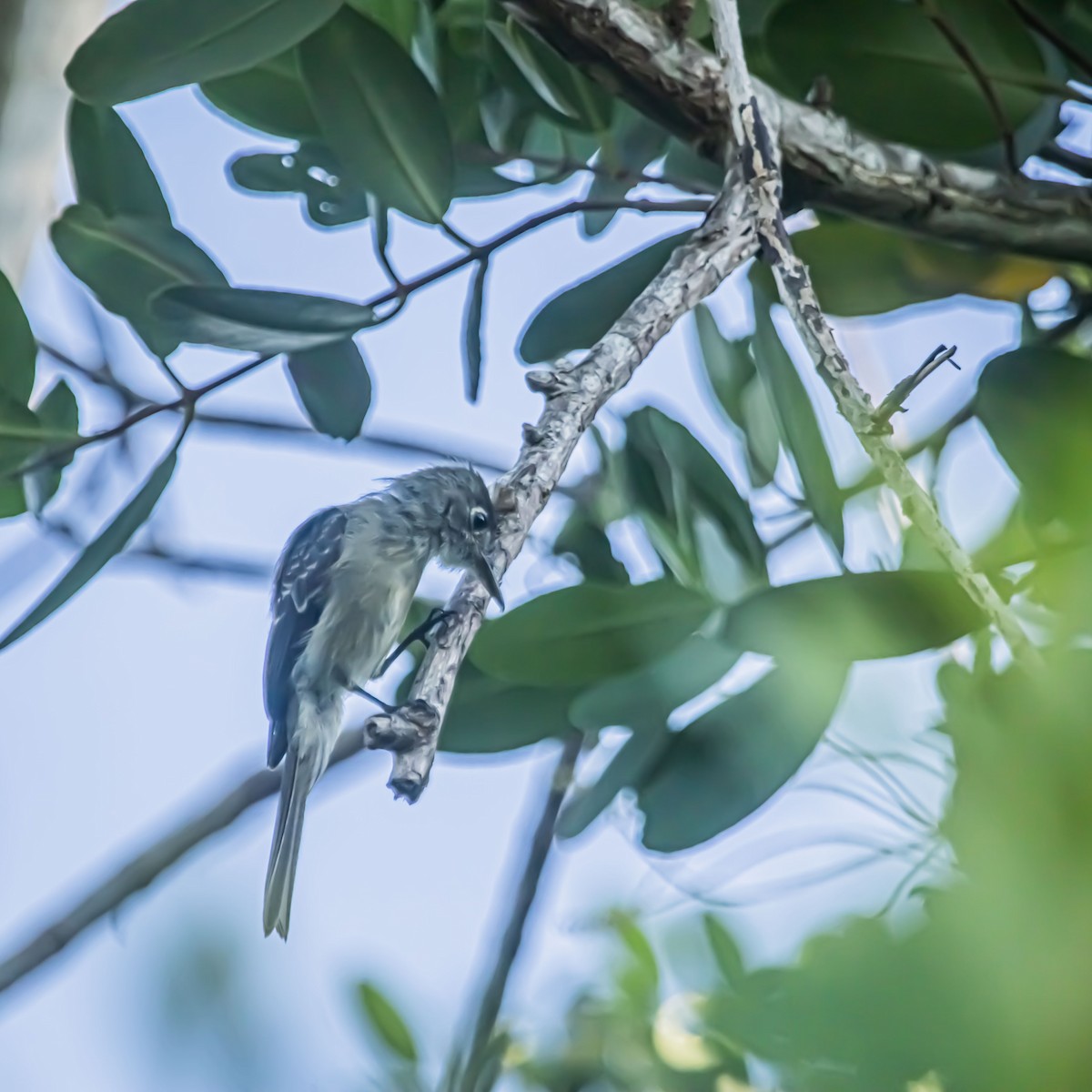 Cuban Pewee - ML640423620