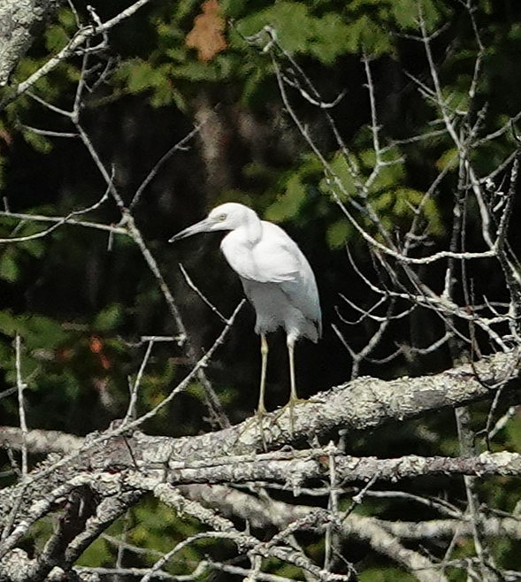 Little Blue Heron - ML640423674