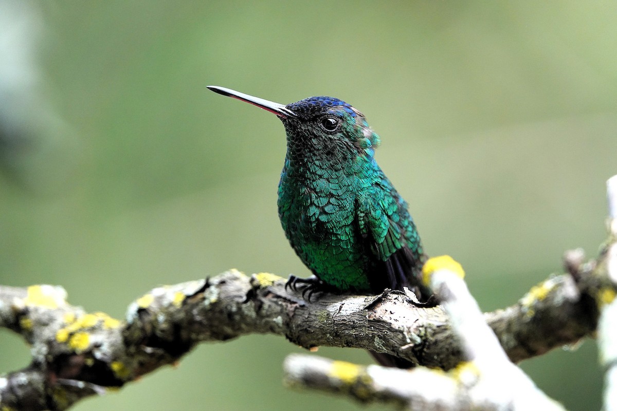 Indigo-capped Hummingbird - ML640423676
