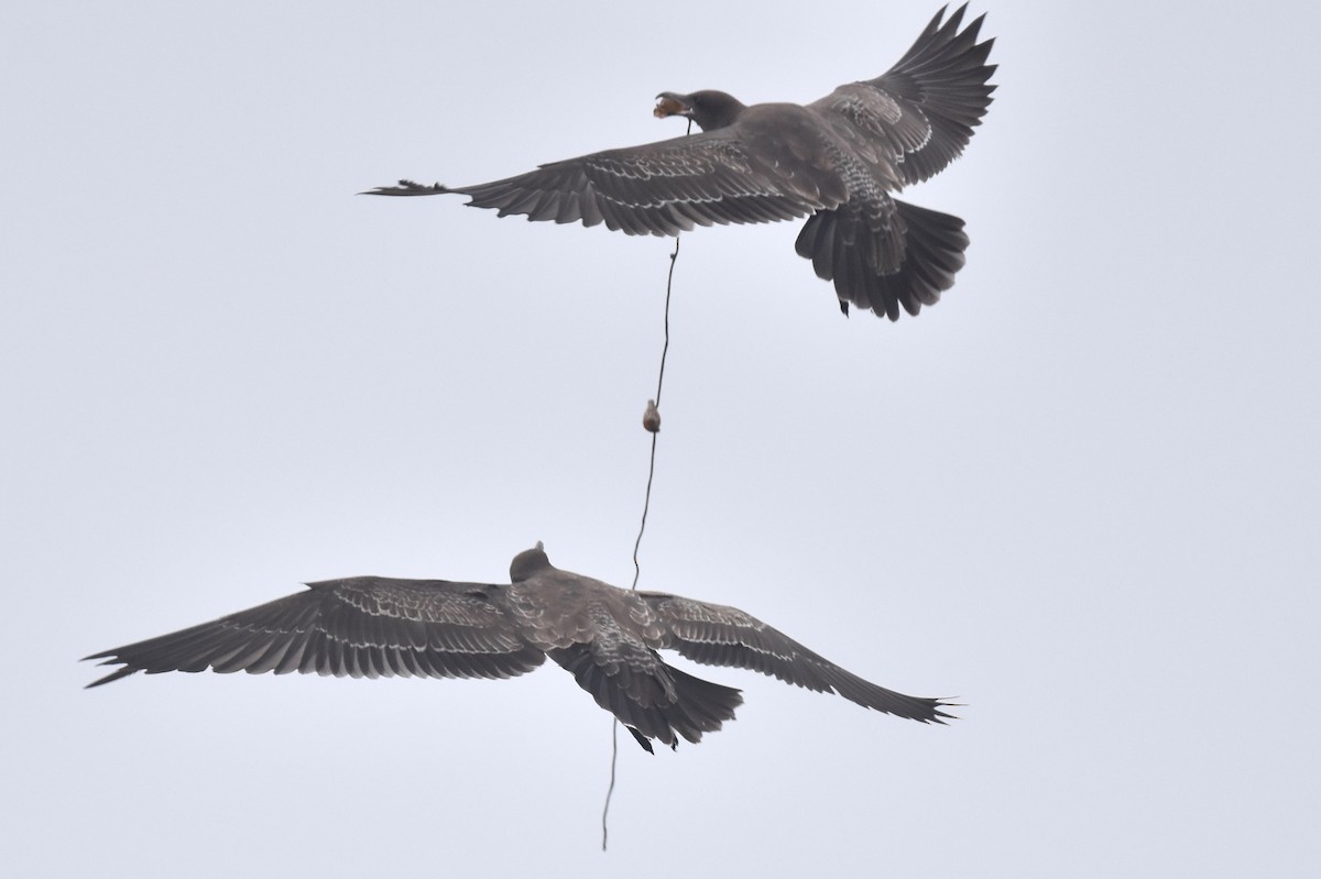 Heermann's Gull - ML640423697