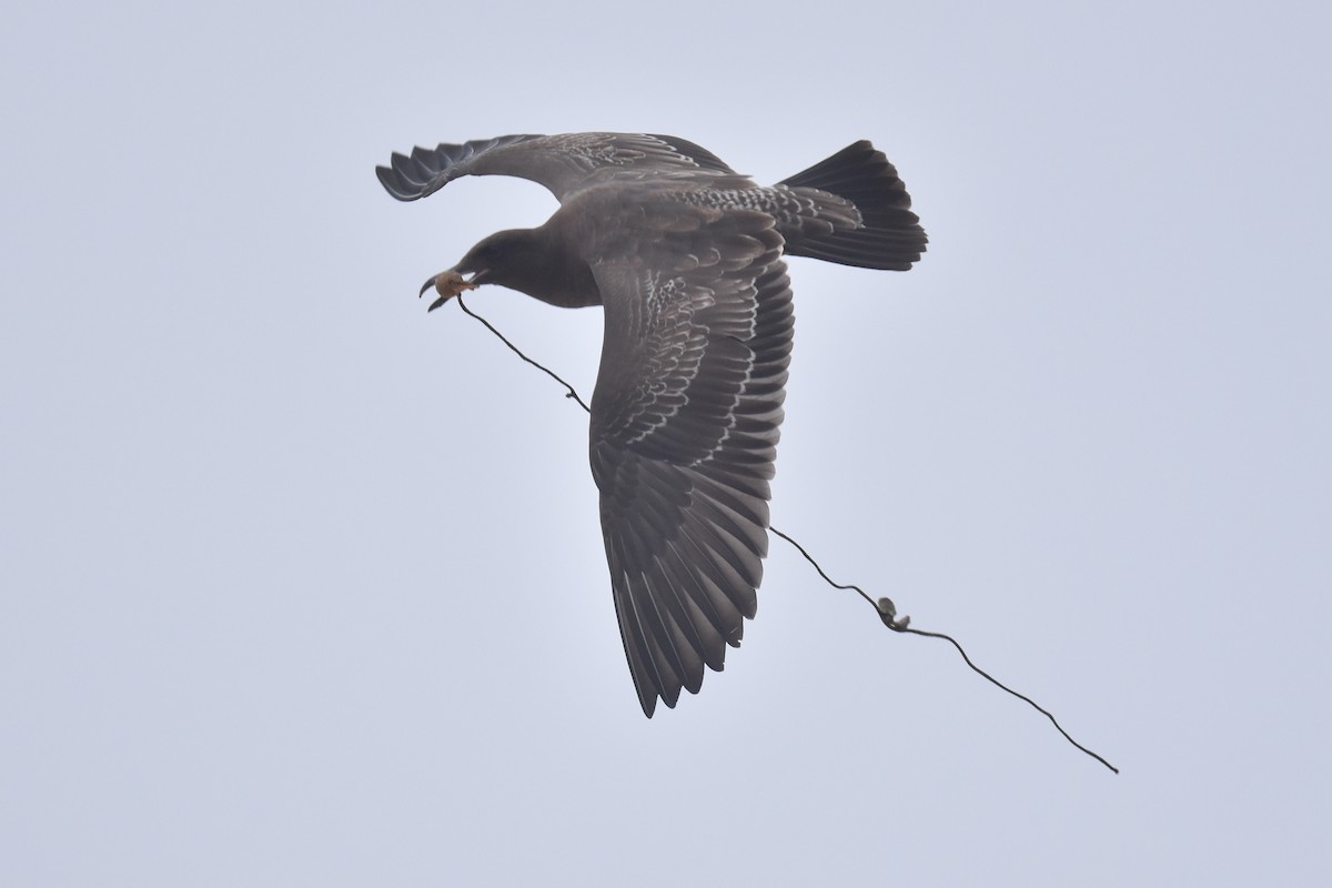 Heermann's Gull - ML640423698